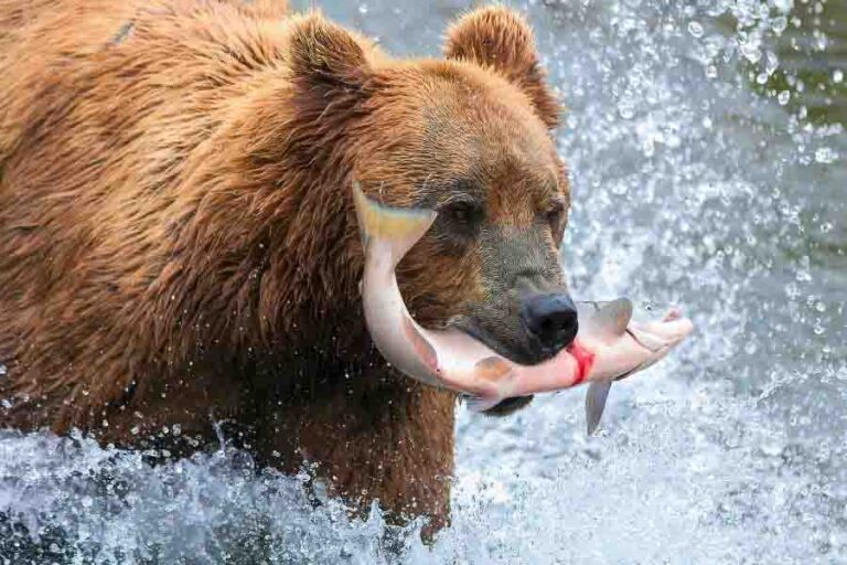 Strongest Bear Species Ranked By Power & Bite Force