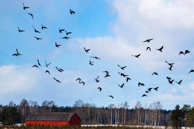 Do Hawks Flock & Fly In Groups? (And Why Do They Do So?)