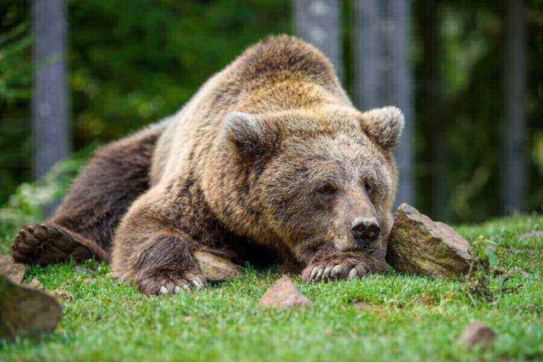 Where Do Bears Sleep? (At Night & During Hibernation)