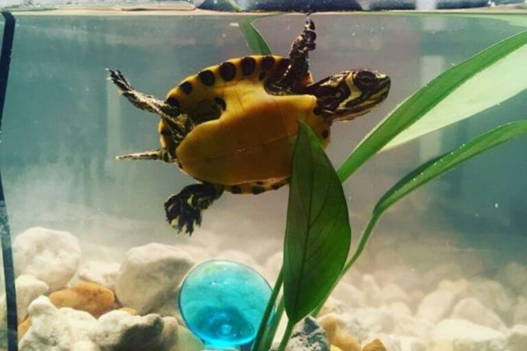 Pet Turtles That Stay Small Forever 7 Tiny Tikes