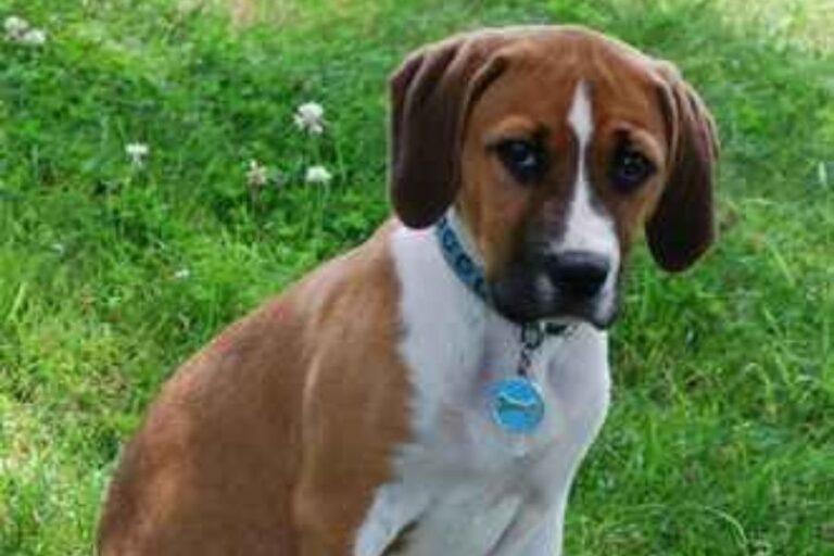 Beagle Pitbull Mix Guide Beaglebull Needs And Problems