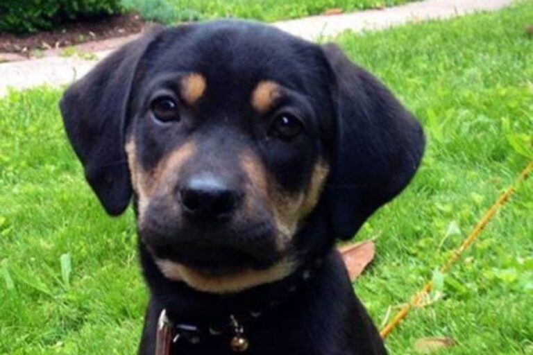 Rottweiler Beagle Mix (Reagle) Characteristics, Size & Needs