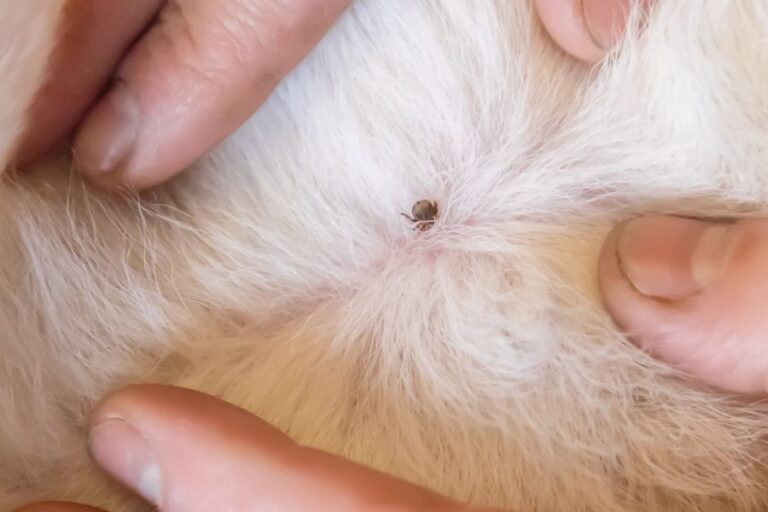 What Does A Tick Look Like On A Dog? (4 Harmful Types)