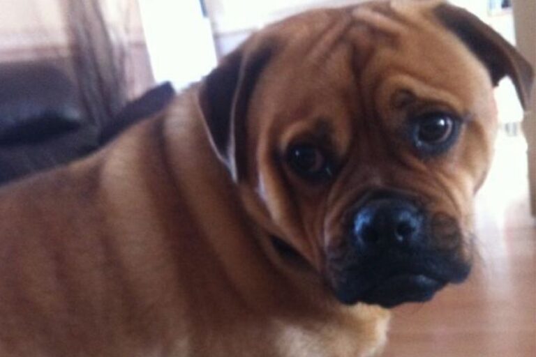 Rottweiler Pug Mix (Pugweiler) Is It A Good Breed?