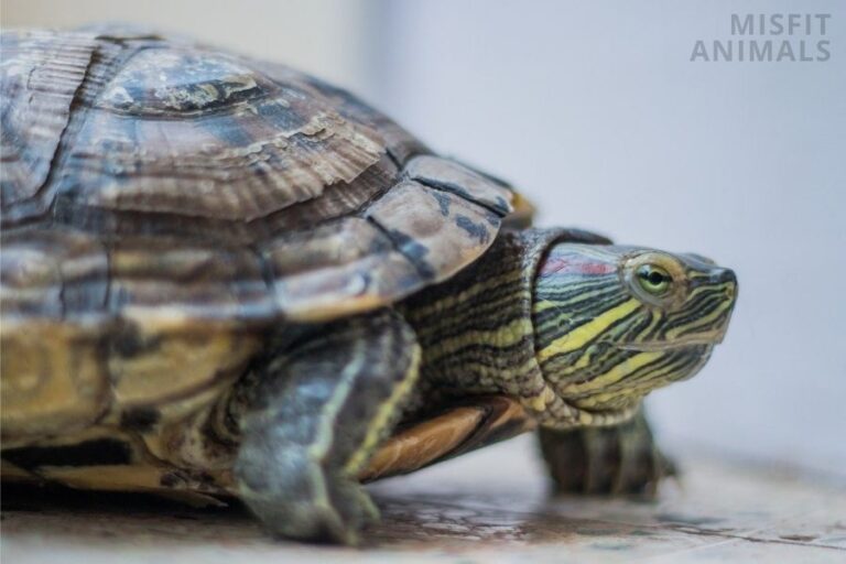 How Big Do RedEared Sliders Get? What You Need To Know