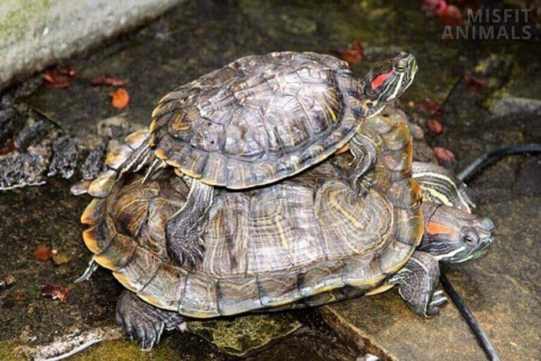 How Long Do Red Eared Sliders Live Lifespan Factors 