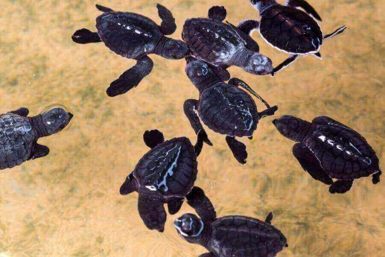 How To Take Care Of A Baby Turtle Tank Setup, Diet, & More