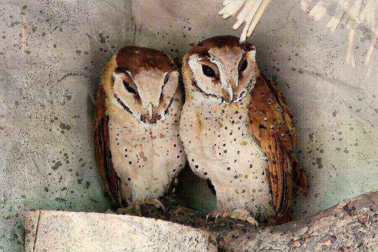 Can You Have A Pet Owl? (5 Species That Can Be Pets)