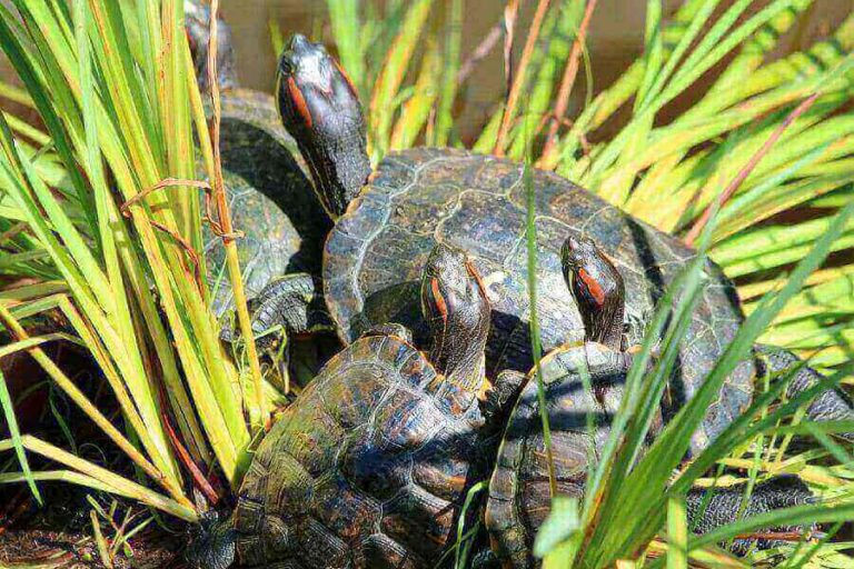 YellowBellied Slider Vs RedEared Slider The Difference