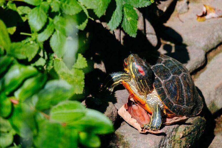 What Do RedEared Sliders Eat? (Wild And Captivity Diet)