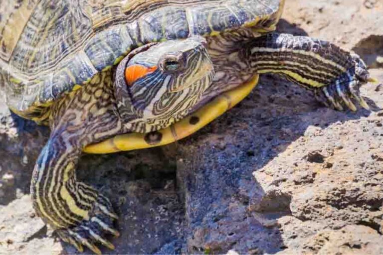 Male Vs. Female RedEared Sliders Tell The Difference