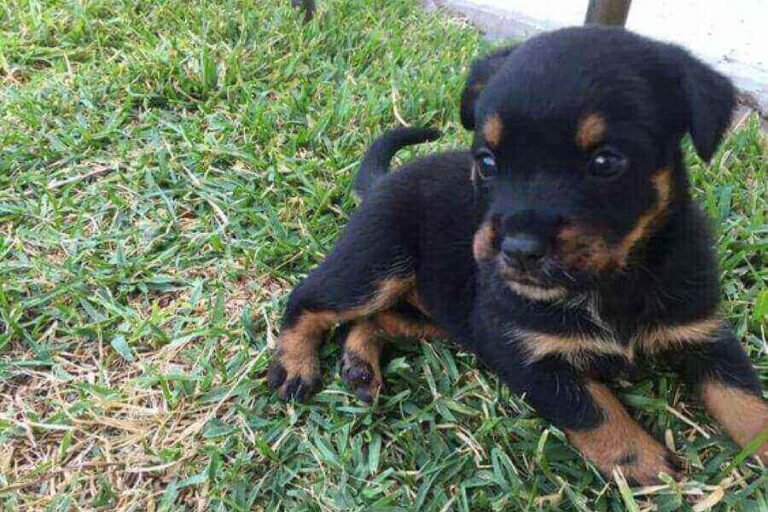 Blue Heeler Rottweiler Mix (Appearance, Personality & Care)