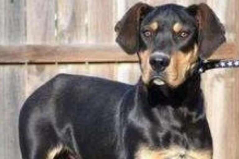Great Dane Rottweiler Mix Big Hearted Giant Breed