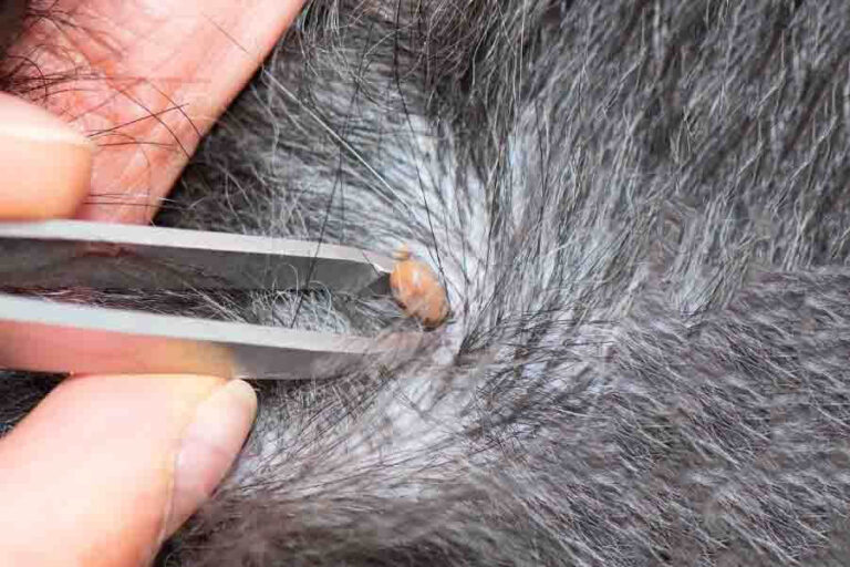 Embedded Tick On Dog Appearance & How To Remove Them