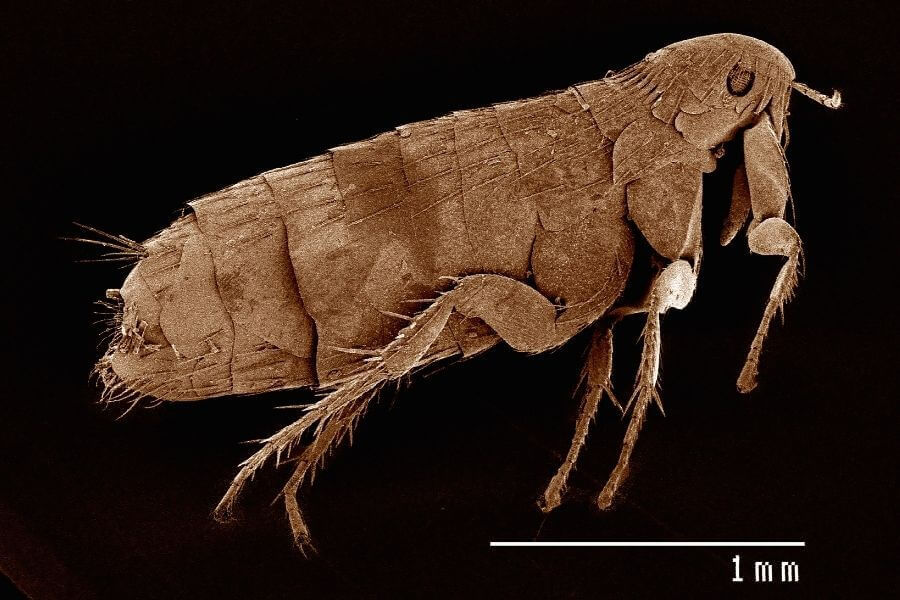 What Are Fleas