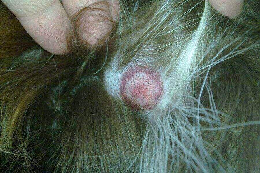 Are Fleas Dangerous to Dogs