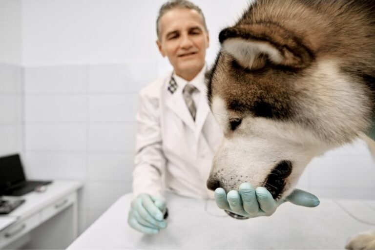 How To Treat Ticks On Dogs (9 Best Ways To Get Rid Of Ticks)