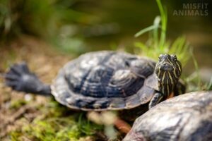 Do Red-Eared Sliders Hibernate