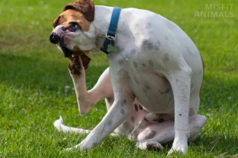 Dog Acting Strange After Flea And Tick Treatment Misfit Animals