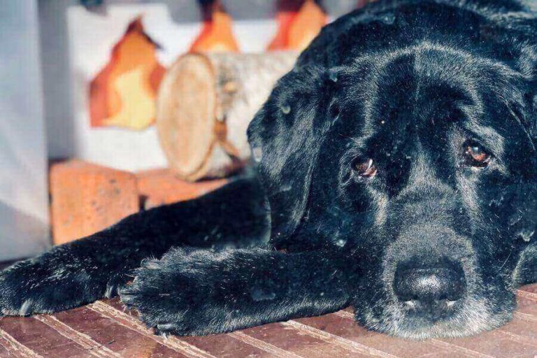 Dog Yelps When Picked Up Is It Something Serious?