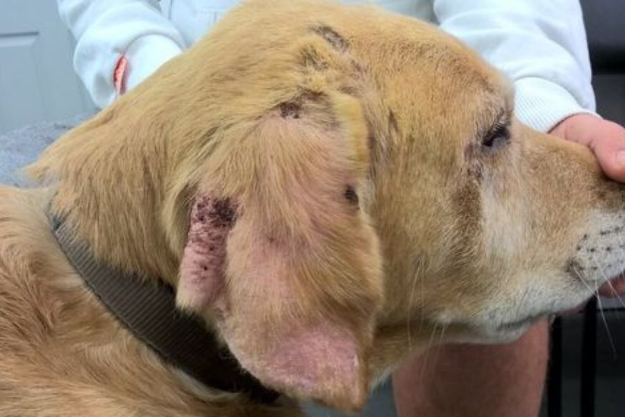 Flea Allergy Dermatitis Prevention