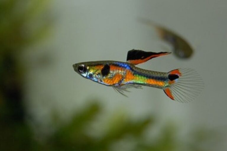 What Fish Can Live With RedEared Slider Turtles? 7 Examples