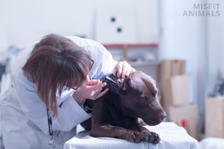 How Often Do Dogs Need Flea And Tick Treatment?