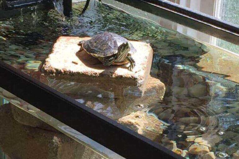RedEared Slider Water Temperature This Is The Right Temp
