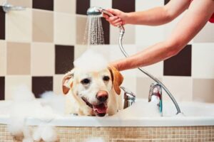Does Dawn Dish Soap Kill Fleas On Dogs? (Know This)