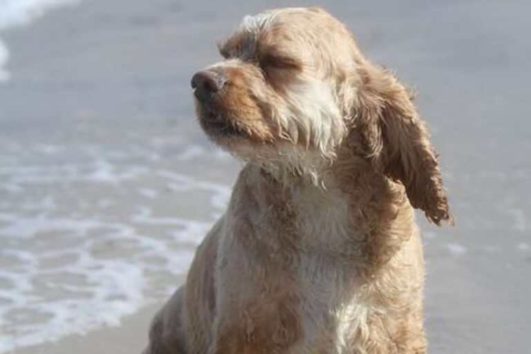 Sand Fleas On Dogs Can Dogs Get Sand Fleas?