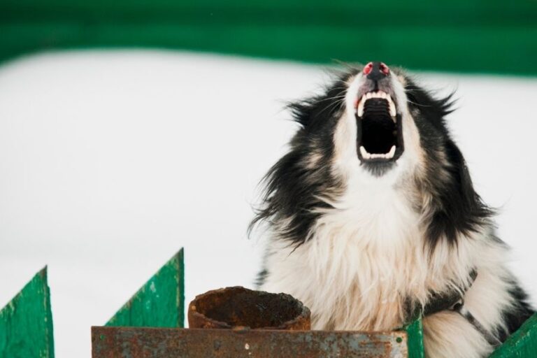 Dog Making Weird Mouth Movements Should You Be Worried?