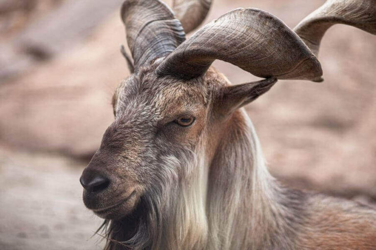 Horned Animals List The 10 Biggest Horns In The World