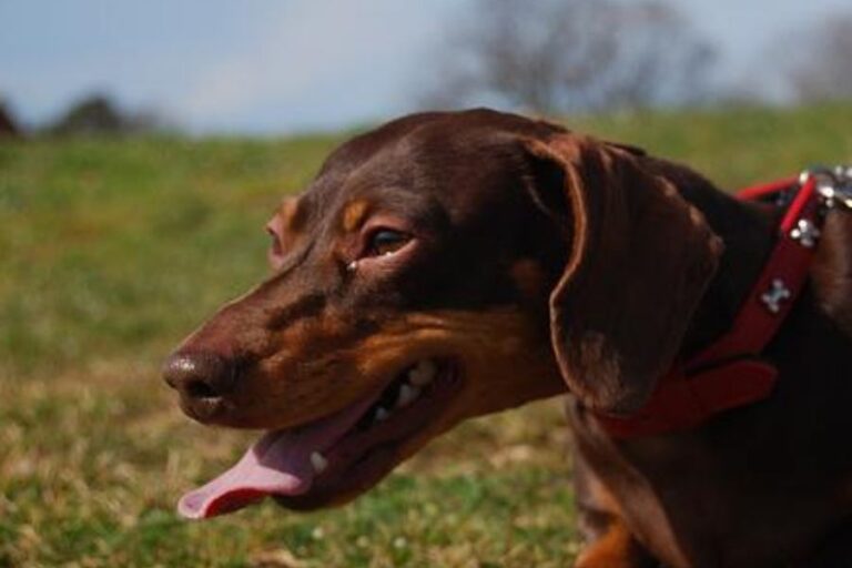 My Dog Keeps Licking Everything And Gagging Is It Serious?