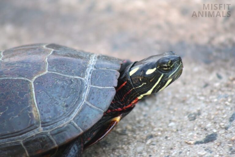 The Painted Turtle Species Habitat, Appearance & More