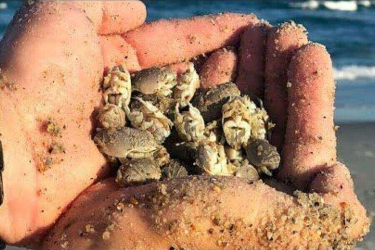 Sand Fleas On Dogs Can Dogs Get Sand Fleas?