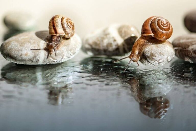 12 Animals That Hibernate In The Winter & Why They Do It