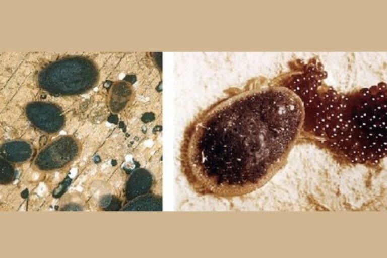 Do Ticks Lay Eggs On Dogs Everything There Is To Know