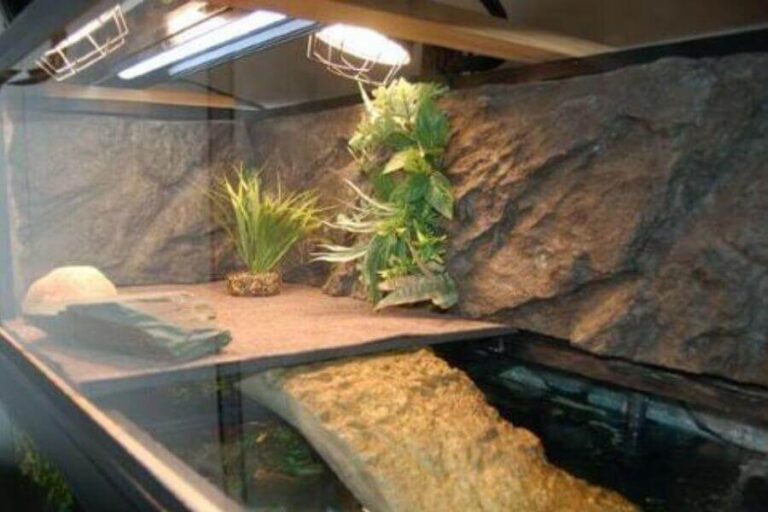 RedEared Slider Lighting The Ultimate Guide