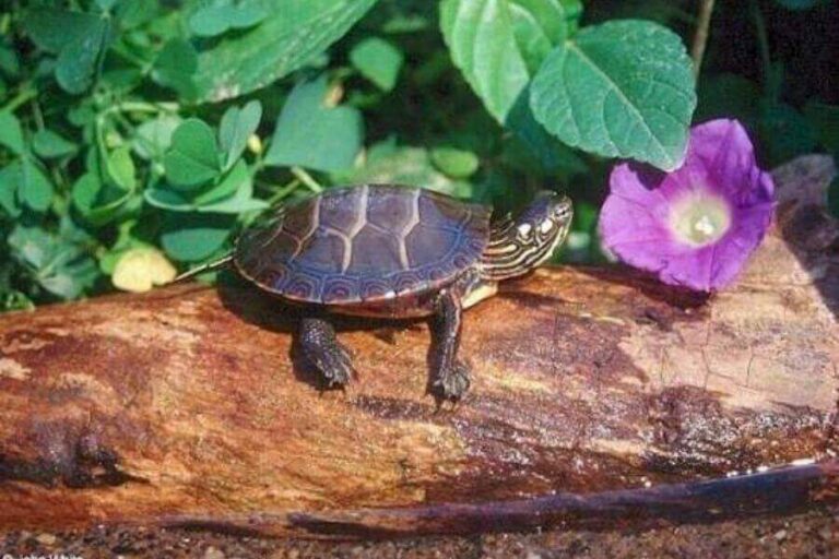 Baby Painted Turtles Everything You Need To Know