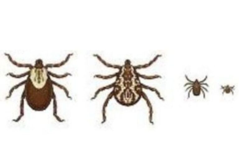 Do Ticks Lay Eggs On Dogs Everything There Is To Know