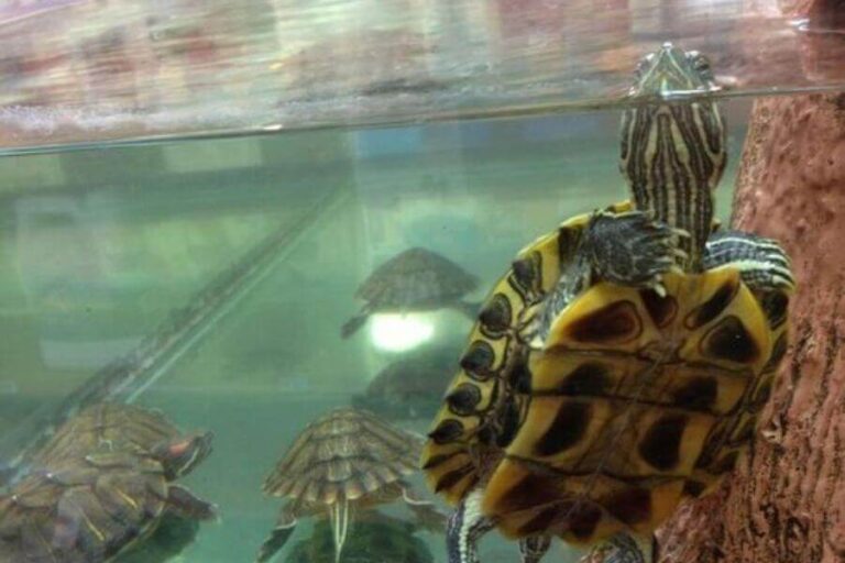 RedEared Slider Water Temperature This Is The Right Temp