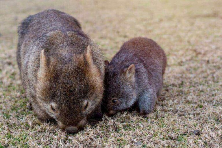 List Of Marsupial Animals (11 Examples Of Common Marsupials)