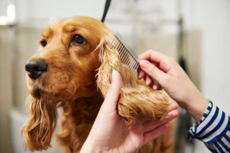 How To Apply Flea Treatment To Dogs Everything To Know