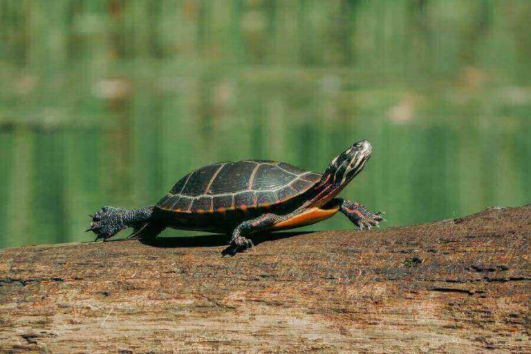 Painted Turtle Lifespan Wild Vs. Captivity Life Expectancy