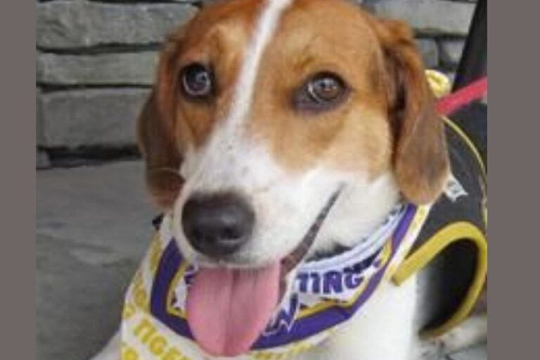 Treeing Walker Coonhound Beagle Mix: The Complete Guide