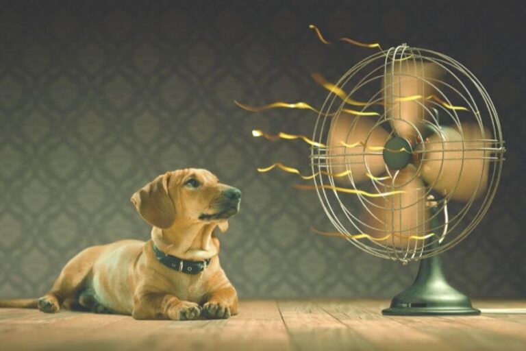 How To Cool Down A Dog? 5 Ways To Cool Panting Dogs