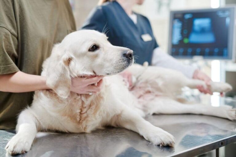 Dog’s Leg Shaking Causes And Treatments (Back & Front Legs)