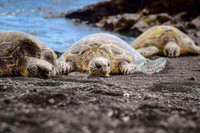 Sea Turtle Size Comparison Of 7 Species (Weight & Length)