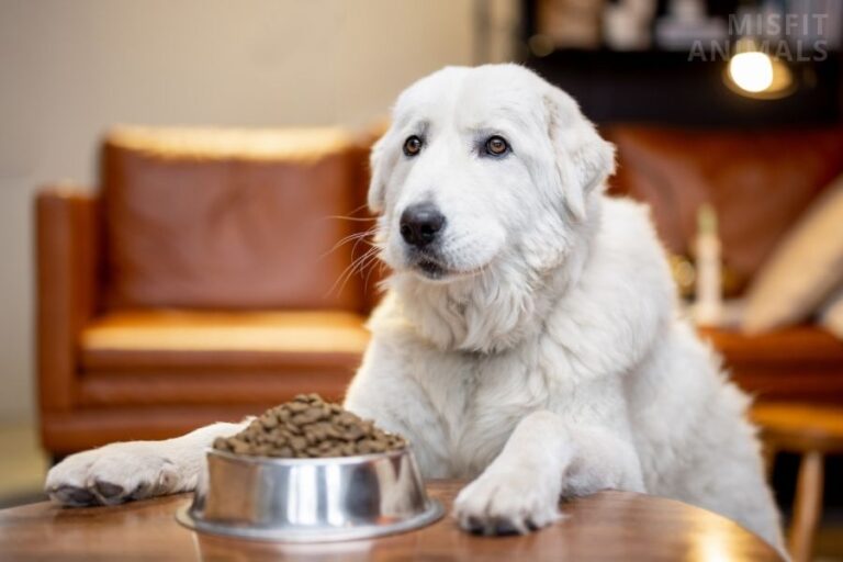 The 8 Best All Life Stages Dog Food & What To Look For