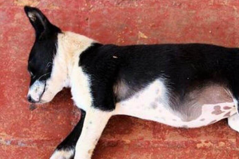 Why Your Dog Is Panting And Throwing Up Causes & Treatment